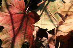 Leaf Litter Textures