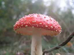High Quality Mushroom Textures