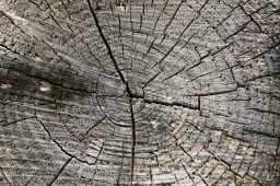High Quality Tree Stump Textures