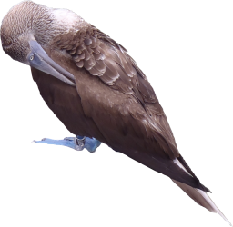 Blue-footed Booby PNG Texture