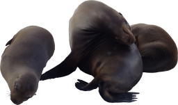 High Quality Sea Lions Textures