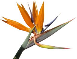 Strelitzia Flower PNG Textures
