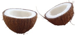 Coconut PNG Textures