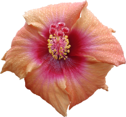 Hibiscus Texture