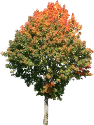 High Quality Maple Tree PNG Textures