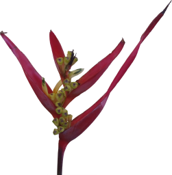 Red Heliconia Flower PNG Texture