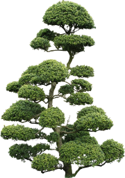 High Quality Flora PNG Textures | High Quality Textures