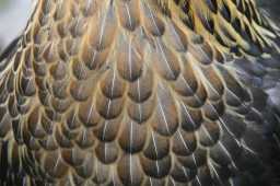 High Quality Feather Textures