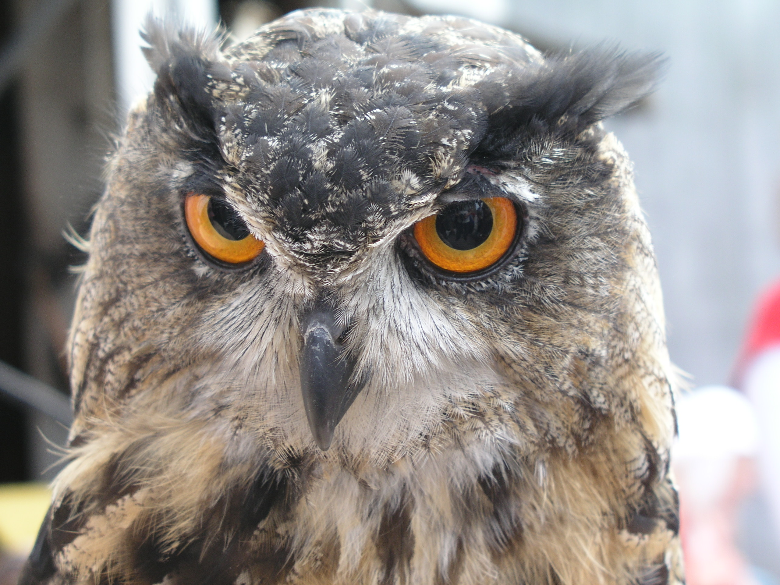 High QualityFree Texture - Free Animal Textures | High Quality Textures