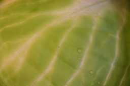 Cabbage Texture