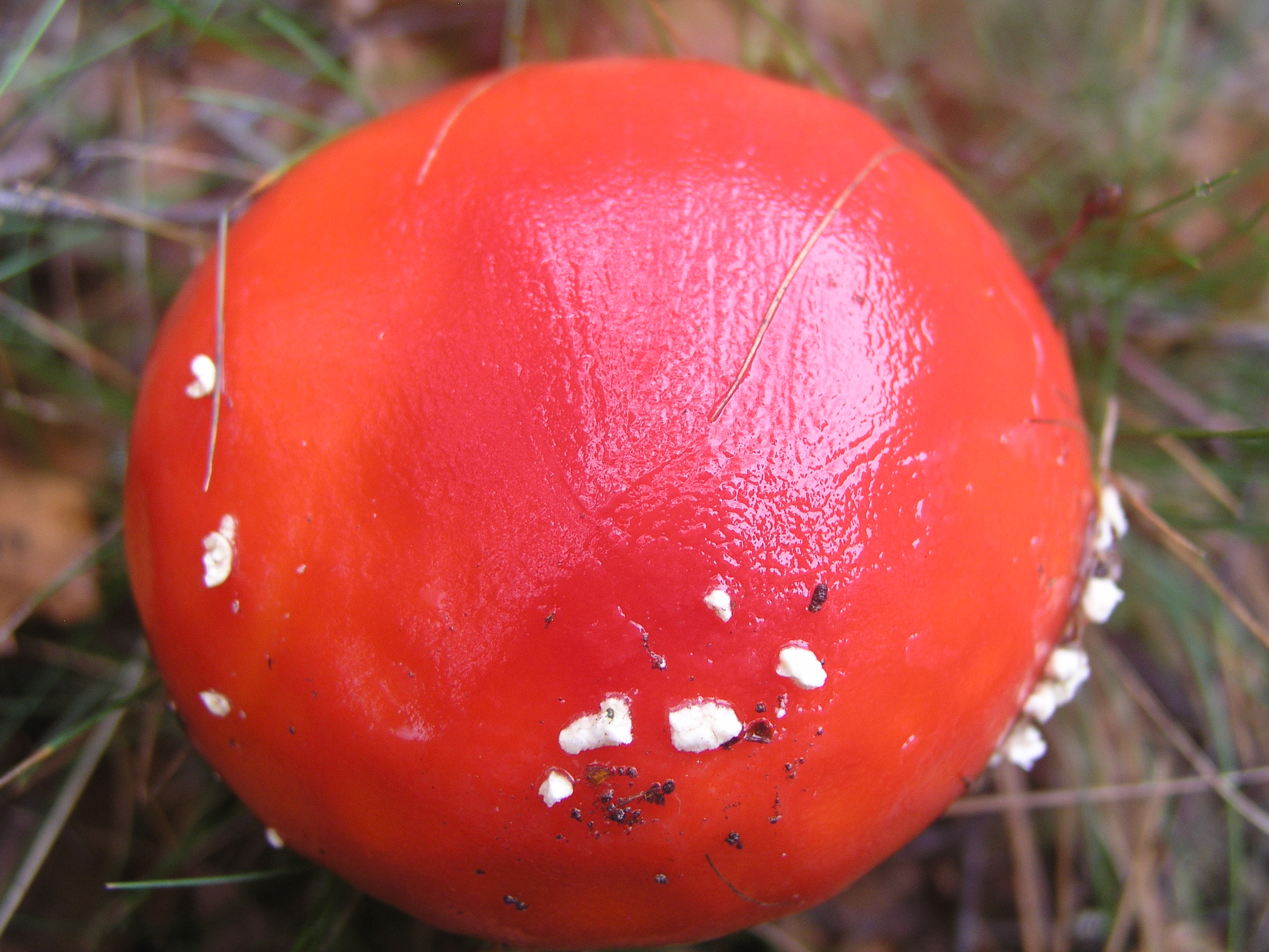 High QualityMushroom Cap Textures Red Mushroom Cap few SpotsTextures
