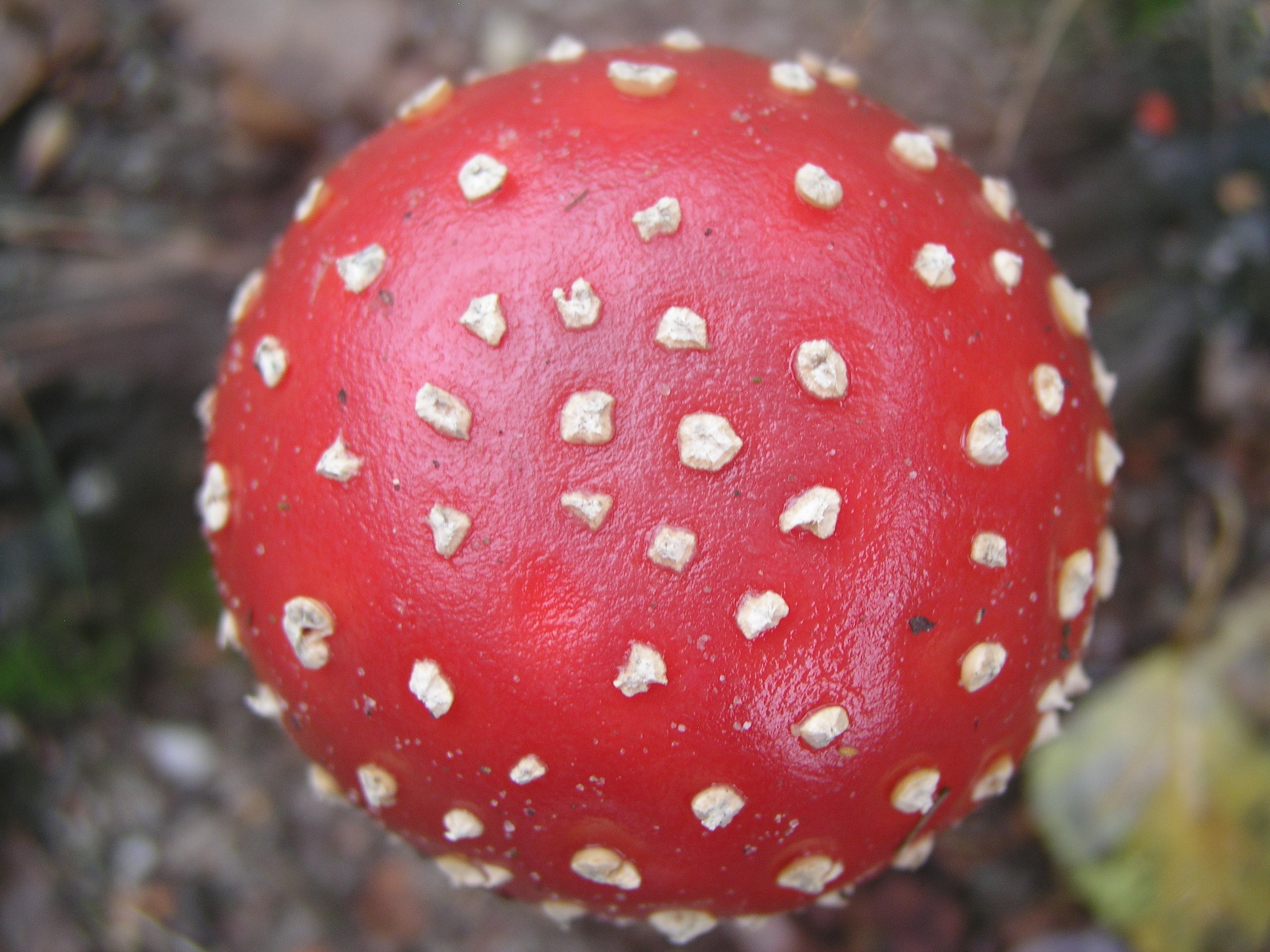 High QualityMushroom Cap Textures White Spotted Red Mushroom Cap