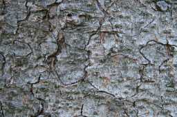 High Quality Tree Bark Textures