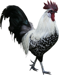 High Quality Rooster PNG Textures