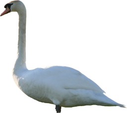 High Quality Swan PNG Textures