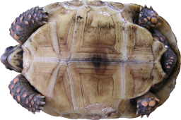High Quality Tortoise Textures