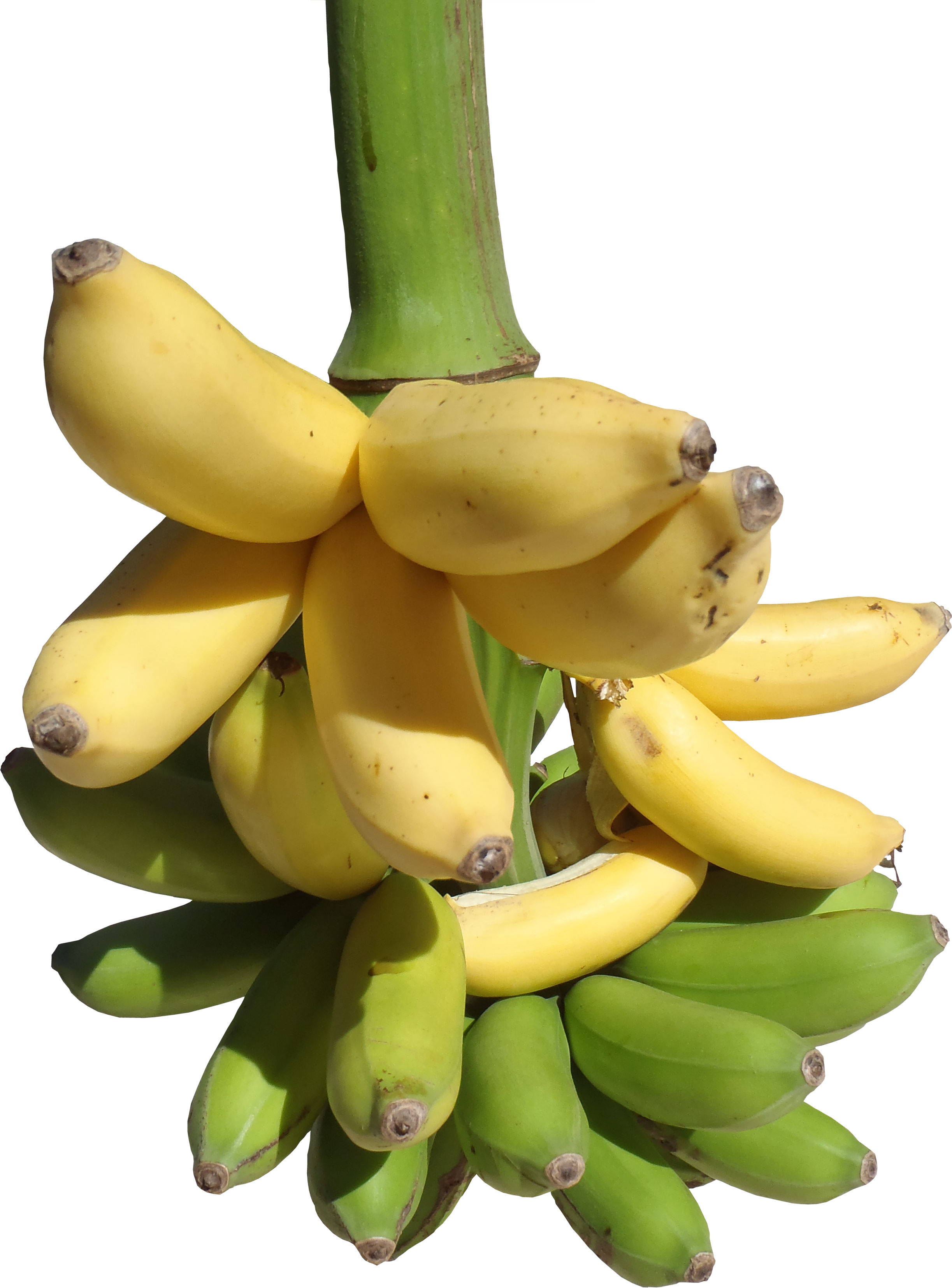 мелкие бананы. банан. несколько бананов. много бананов. продукты с бананом.