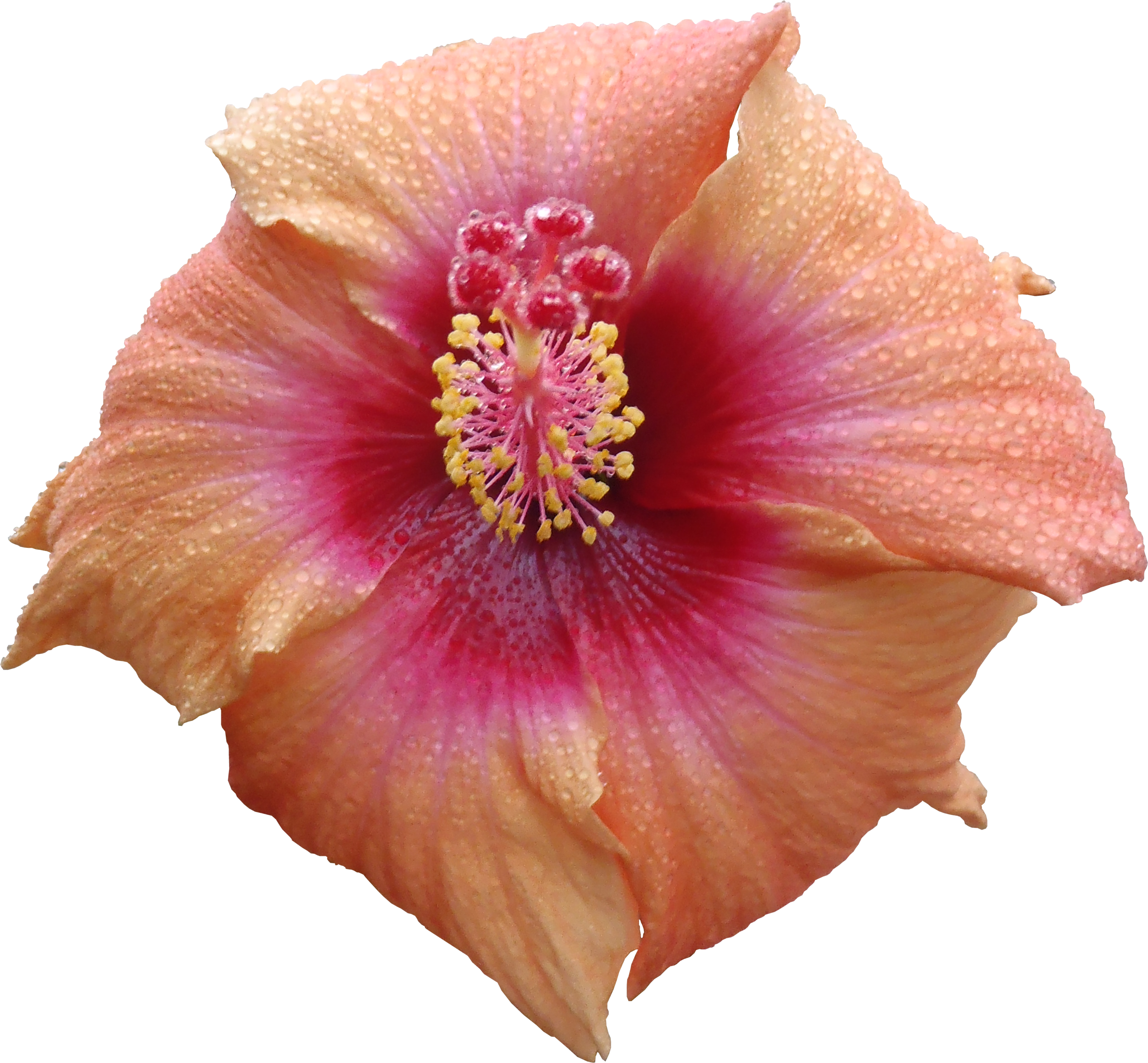 48+ Red Hibiscus Flower Png Pics