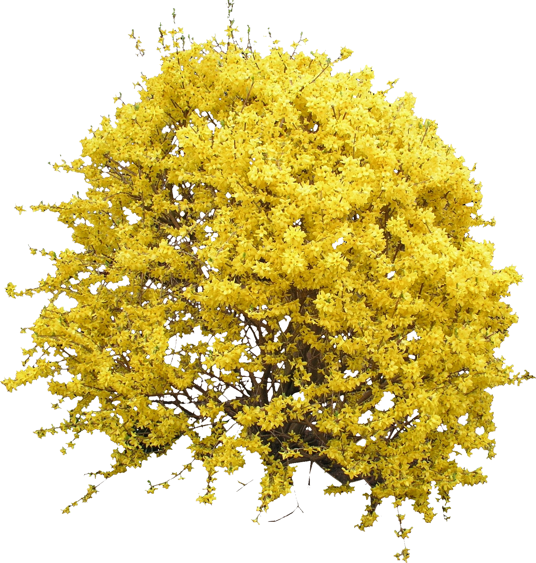 Download Yellow Flowers Png Transparent Background Background