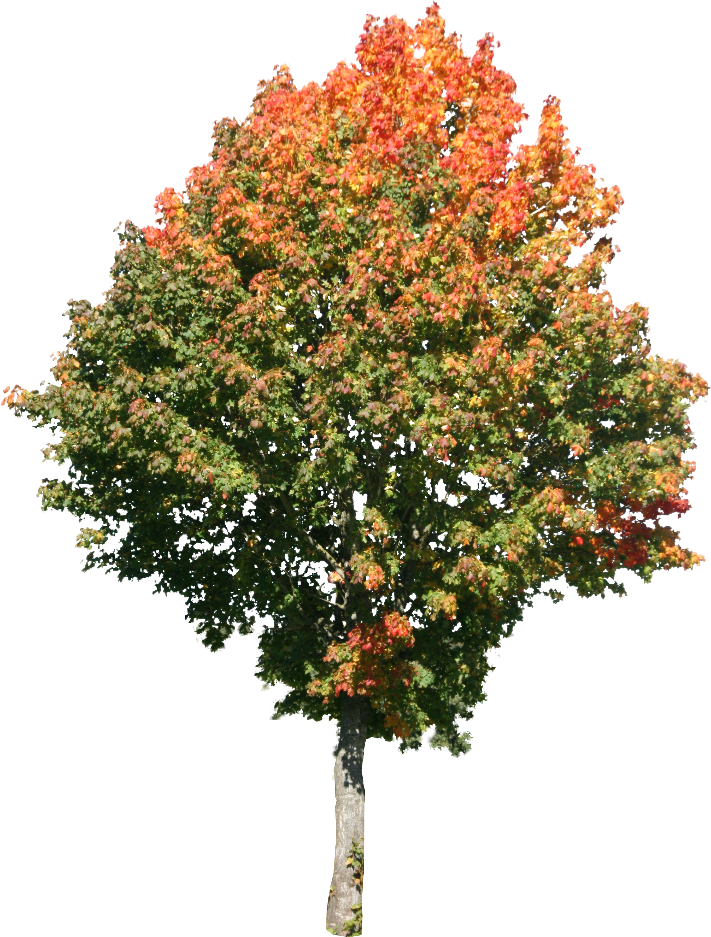 clip art maple tree - photo #45