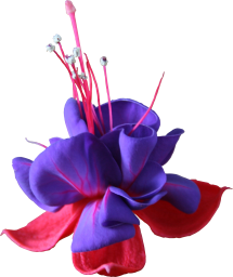 Fuchsia Flower PNG