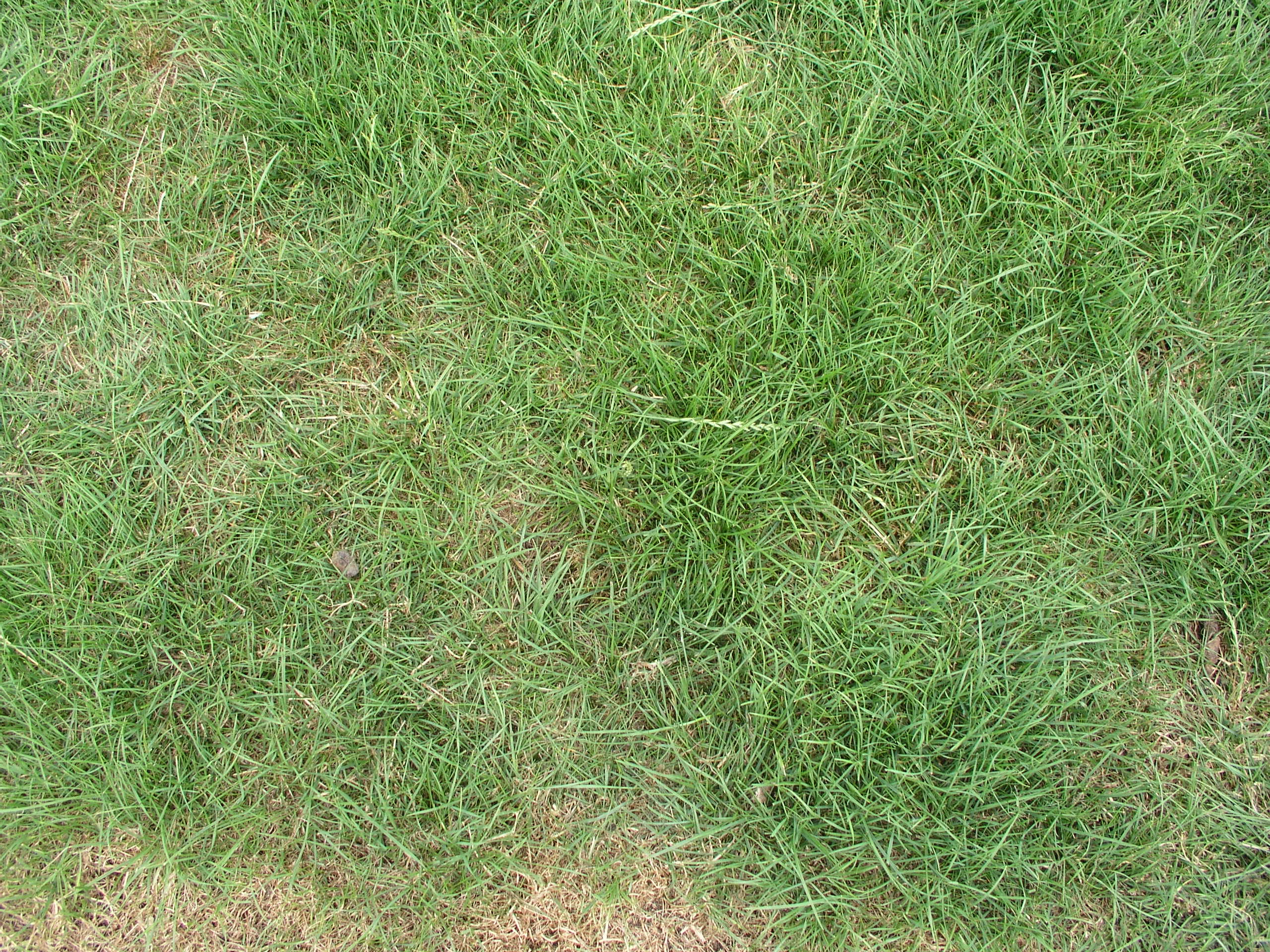 High QualityGrass Textures Grass Textures High Quality Textures