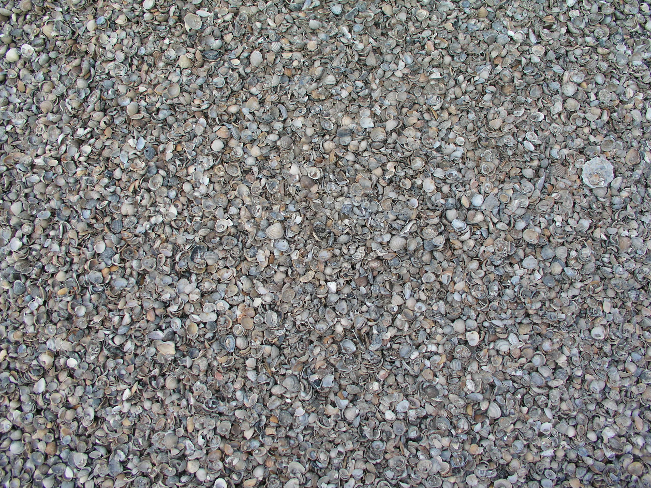 Shell Texture